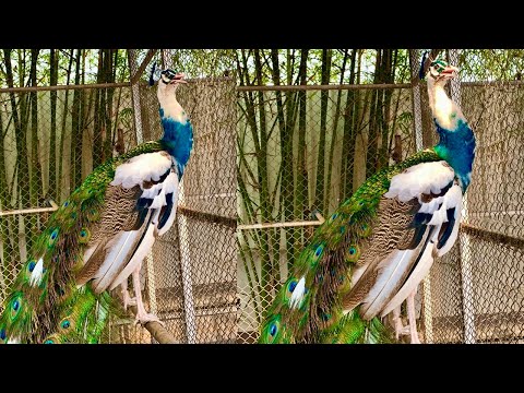 peacock video ,Amazing peacock video