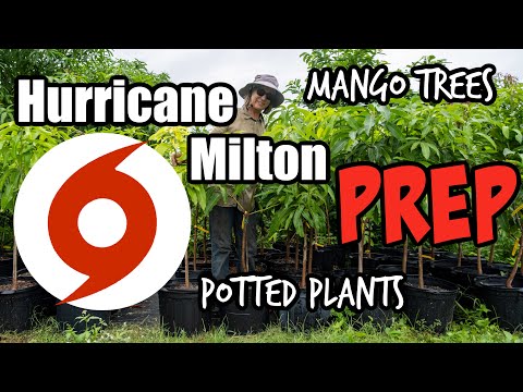 Hurricane Milton Prep for Mango Trees, Potted Plants & Grafts