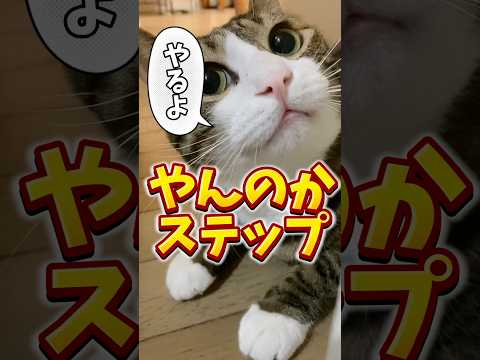 猫といると幸せを感じる#cats #short#球太