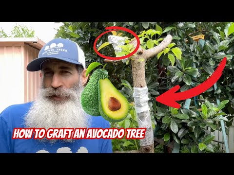 How To Graft An Avocado Tree