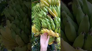 Beautiful Nature with Rural Life (P39) - Picking fruit in the garden