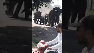 ELEPHANT ATTACK IN BHEL SECTOR 1 #short