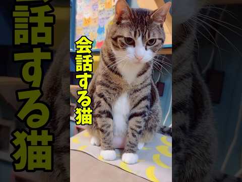 猫の感情がわかる人🙋‍♀️#cats #short#球太