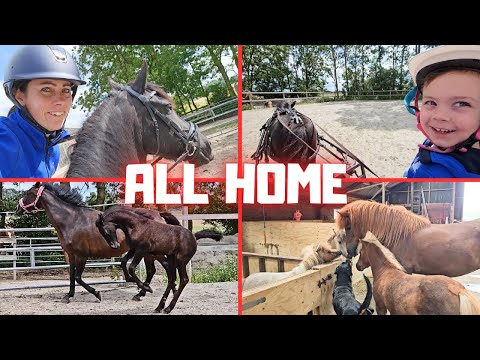 All back home. A lot happens in 3 days. Rein and Teije learn to drive | Friesian Horses