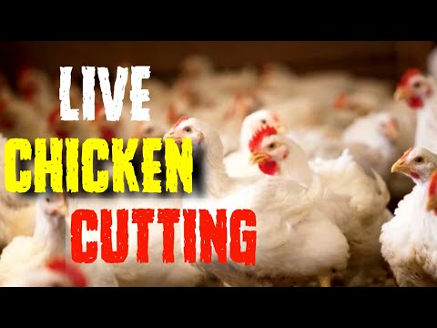 Masterful Chicken Cutting Techniques by Professional Butchers | Chicken Cutting Skills