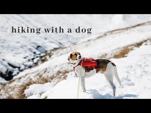 5 Tips for Hiking with a Dog