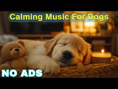 12 Hours of Dog Calming Music For Dogs 💖 Dog Separation Anxiety Music 🐶 Pet claming music🎵No Ads