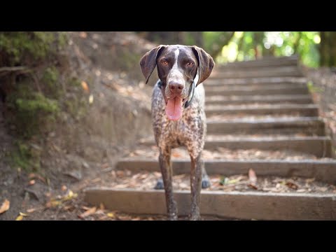 Bird Dog's Birthday - Natural Soundscape Adventure