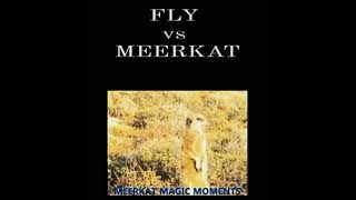 MEERKAT VS FLY ☆ ANNOYING FLY ATTACKS A MEERKAT ☆ MEERKAT MAGIC MOMENTS ☆ MEERKATS ☆ SURICATES