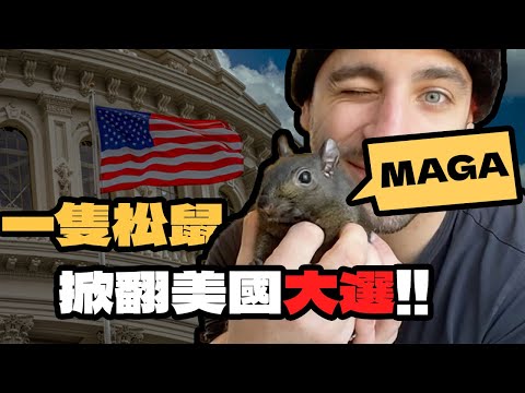 網紅鼠遭逮捕處死｜美國網民炎上｜選舉期間最大黑天鵝事件 Peanut the Squirrel