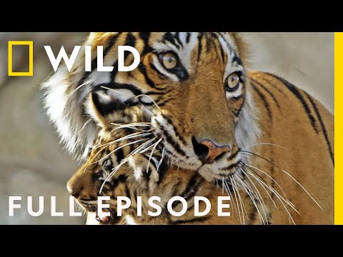 Tigress Defends Cubs Against Predators (Full Episode) | Clash of the Tigers