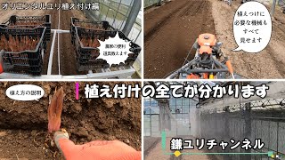 【ユリ農家ツアー　Part2】植え付け編