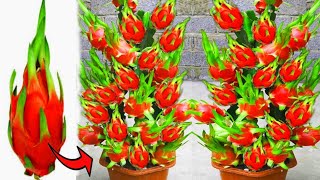 new techniques of planting and growing dragon fruit trees from fruit.-growingfruits