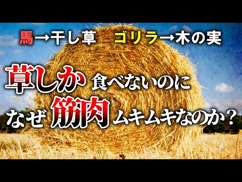 【雑学】なぜ人間は草を食べられないのか？【ゆっくり解説】