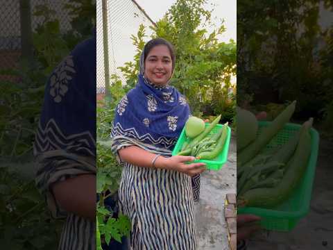 Harvest of Tori, Ghiya & Bhindi from Aging Plants #harvest #organicvegetables #organic