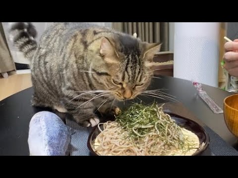 【猫の朝ご飯】ぽんちゃんのモーニングルーティン‼蕎麦猫爆誕