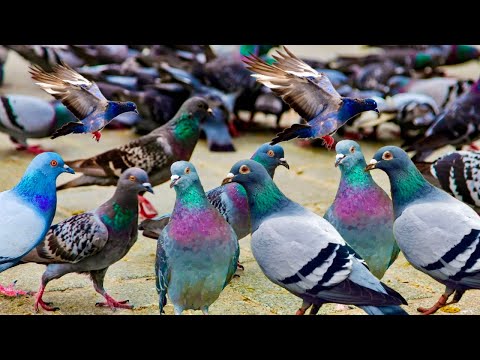 crowded pigeons are eating so delicious. pigeon video