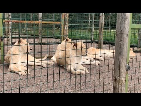 White Lionesses at The Big Cat Sanctuary - 30/04/23