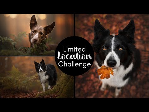 Limited Locations: Pet Photography Challenge!