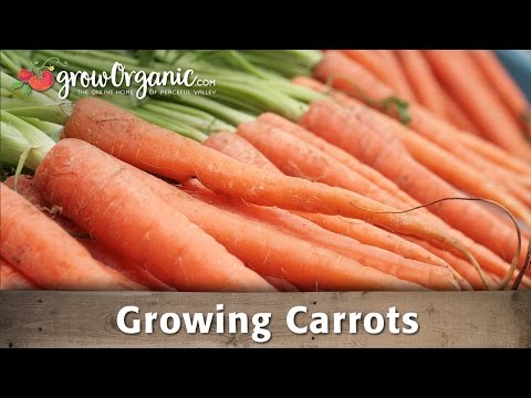 Growing Organic Carrots in Your Garden