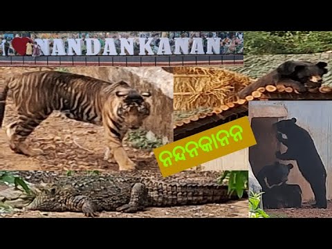 @kraftivityunlimited5902 #NANDANKANAN #NANDANKANANTOUR #NANDANKANANZOOLOGICALPARK #ODISHATOUR #ODIA