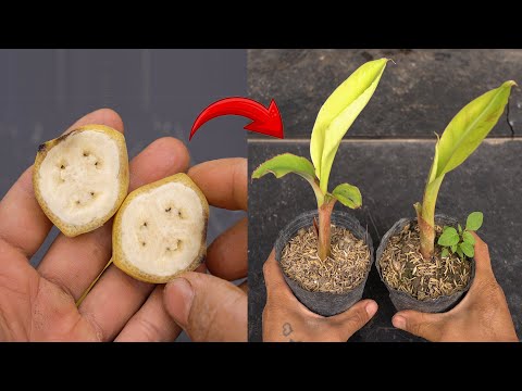 Video summary of 2 new techniques to propagate banana trees to bear fruit after 1 month