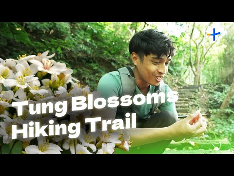 Spectacular Tung Blossom Hiking Trail, Tucheng, New Taipei City｜Ep. 9｜City Escape