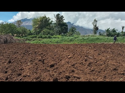 LETTUCE  ICEBERG FARMING HERE IN PHILLIPINES // LAND PREP.