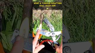 WHIP & TONGUE KIWI GRAFTING 🥝 | SGS4-20R #grafting #graftingtechnique #treenursery