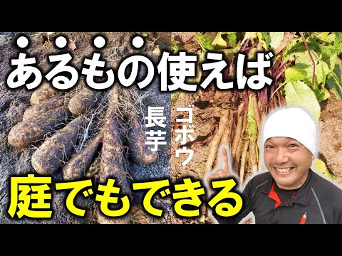 家庭菜園でできる！長芋・ゴボウの作り方