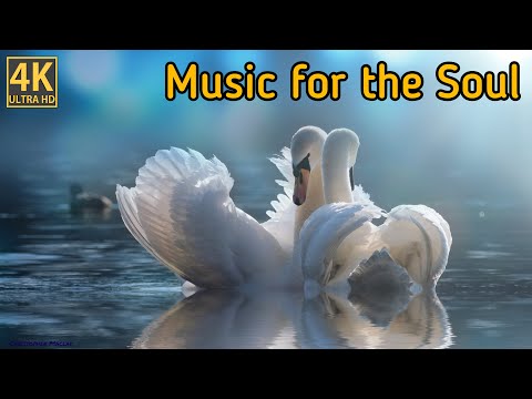 Jem Nature. 4k. Instrumental.Music for the Soul. Music by Sergey Chekalin.