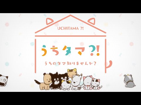 TVアニメ『うちタマ?! 〜うちのタマ知りませんか？〜』オープニングムービー │「フレンズ」wacci