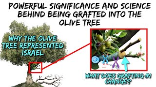 WARNING! THIS IS POWERFUL! THE SCIENCE BEHIND GRAFTING INTO THE OLIVE TREE