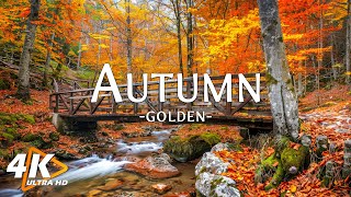 November Autumn Scenery with Peaceful Relaxing Music🍁Instant Relief from Anxiety & Stress ~ Healing