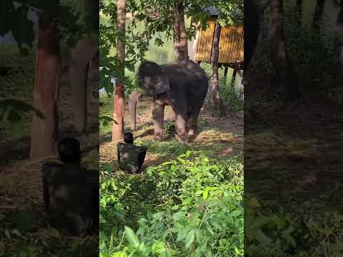 ആന റോക്സ് Elephant Dance