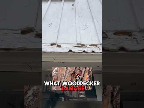 How To Stop Woodpecker Damage. #diy #construction #jameshardie