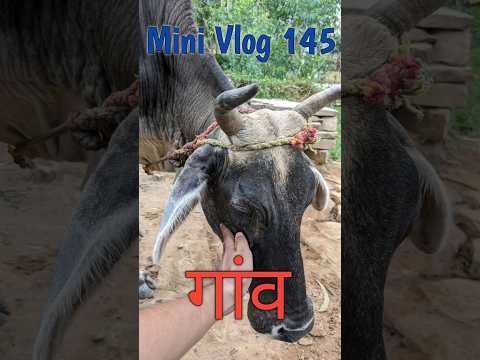 Gaav Bhi Aa gayaa #villagevlog #minivlog #145 #ytshorts #youtubeshorts #trend