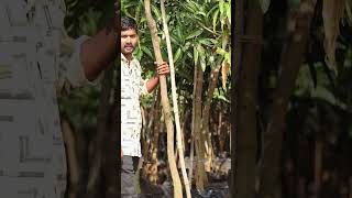 Kesar Mango Plants | Big Size Mango Trees | Ashok Chakra Nursery | Kadiyam Abbai | Shorts - 243