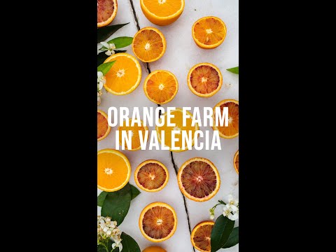 Visit To An Orange Farm 🍊|| Valencia, Spain || Infinity Platter