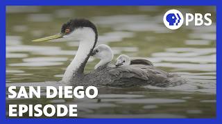 San Diego: America’s Wildest City | PBS NATURE Documentary