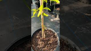 Grafted Mango Tree with Surprises! #mangotrees #mangotreegrafting