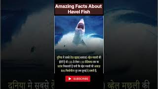 amazing facts about havel fish🐬🐬🐬 #animals #shorts #viral