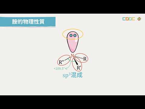 108新課綱｜高三化學｜【觀念】胺的介紹、命名與分類