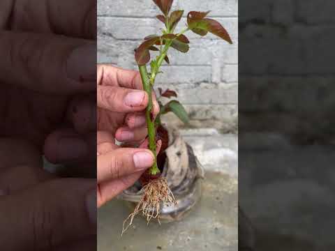 Rose cuttings at home