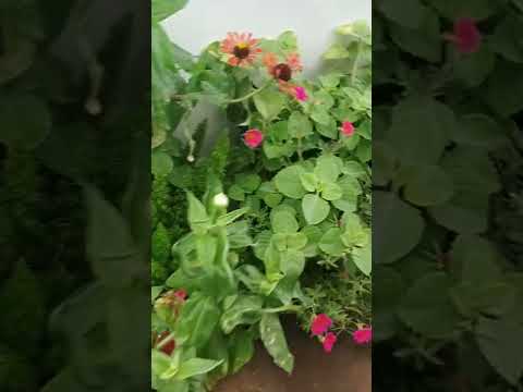 monsoon garden overview #shorts #youtubeshorts #terracegarden