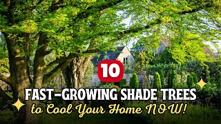 Impatient Gardener? Top 10 Fast-Growing Shade Trees to Cool Your Home NOW! 🚀🌳