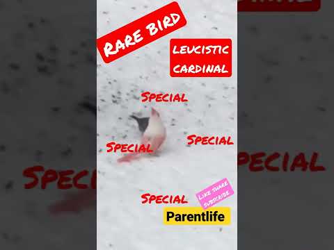 leucistic cardinal short #parentlife