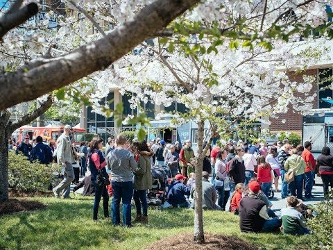 Discover the International Cherry Blossom Festival in Macon, GA