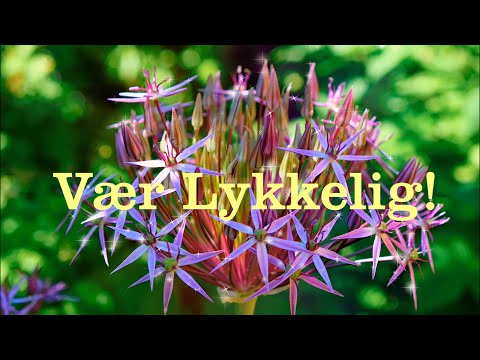 Vær Lykkelig! 🌈☀️ Positivt sind og ønsker, original musik & video