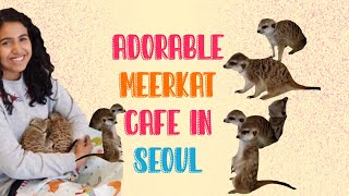 Meerkat Cafe | Meerkat & Raccoon cafe Seoul | #shorts | cute animals | Raccoon Cafe | Meerkats